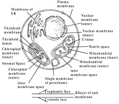 plasma membrane homework